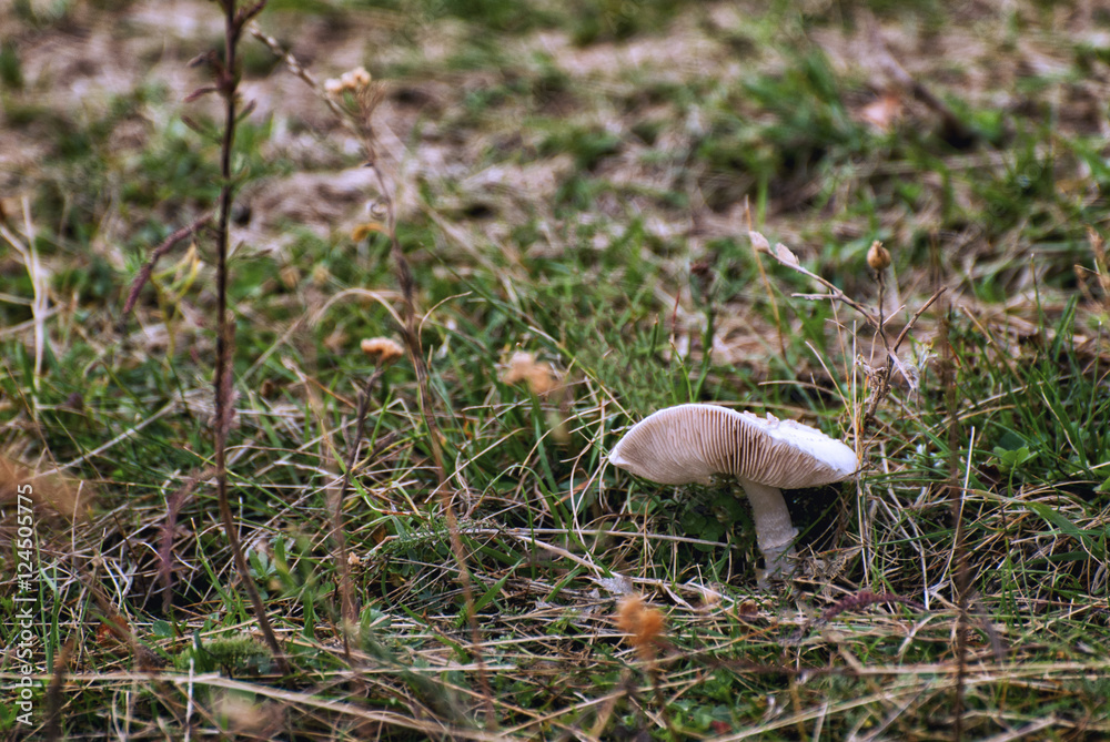 Fresh mushroom growing in the grass Fresh mushroom growing in the grass