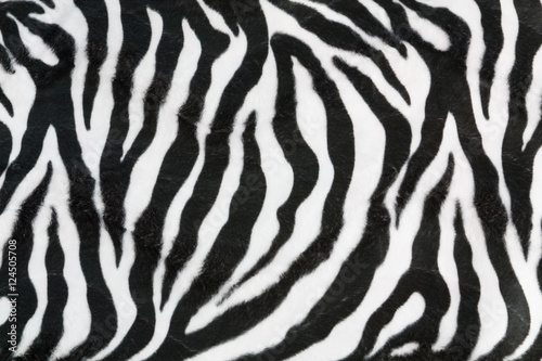 Zebra texture background
