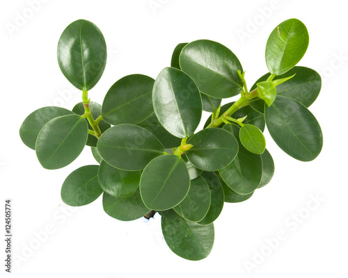 top leaves on a white background