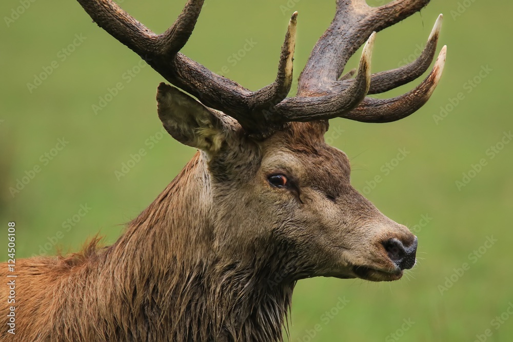 Le roi des bois