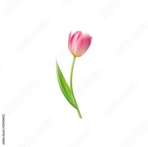 Vector icon, Tulip isolated