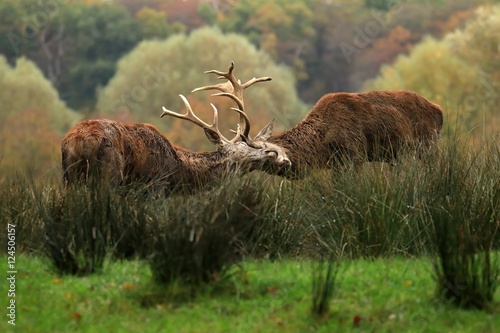 Obraz na płótnie Combat de cerf w salonie