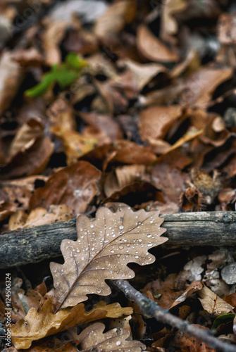 Droplets on fallen oak leaves