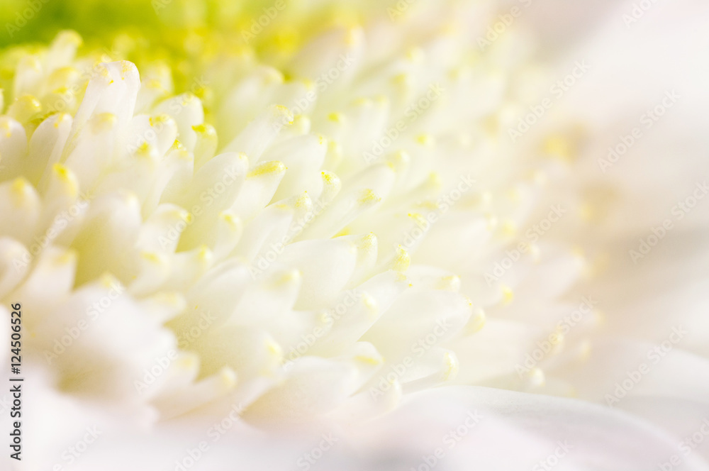 Background from stamens of white chrysanthemums closeup