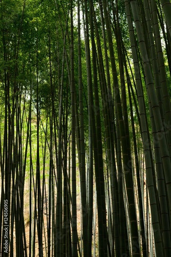 竹林 bamboo