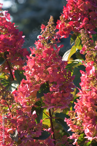 Hydrangea paniculata Pinky Winky photo