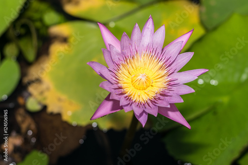 lotus in the pond 
