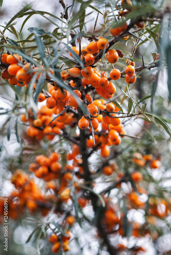 Sea buckthorn berries