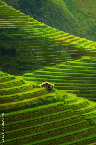 Cuadro en lienzo Terraced rice field in Mu Cang Chai, Vietnam