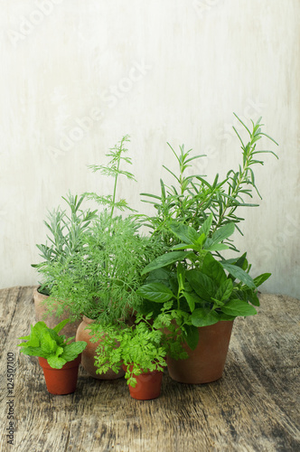 growing herbs in small terracotta pots