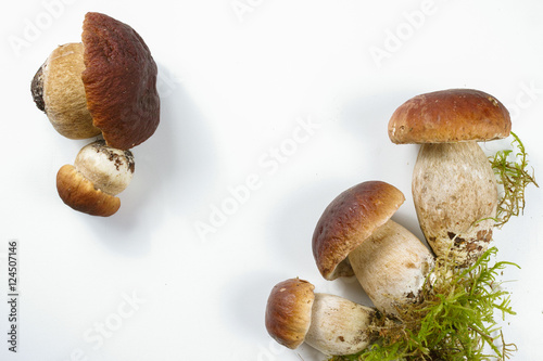 Fresh wild porcini mushrooms (boletus edulis) on white background