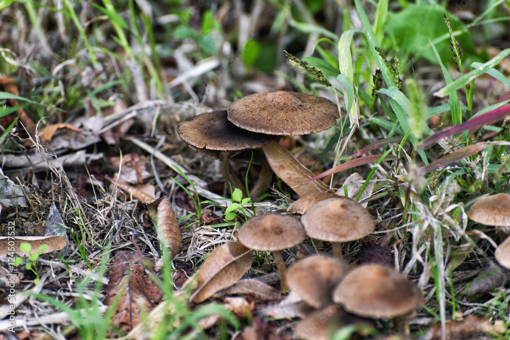 Fresh mushrooms growing in the grass Fresh mushrooms growing in the grass