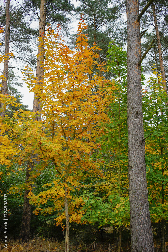 Obraz premium Herbst