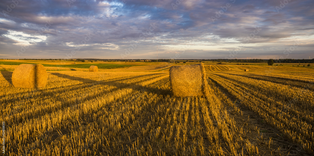 rural landscape, field, grain