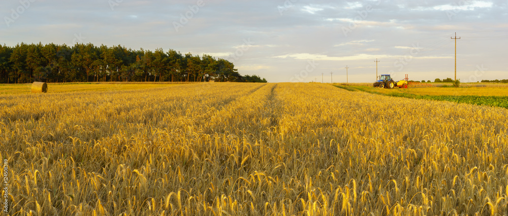 Naklejka premium rural landscape, field, grain