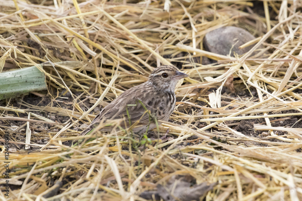 Image of bird in nature, Lanceolated Warbler (Locustella lanceol Image of bird in nature, Lanceolated Warbler (Locustella lanceol