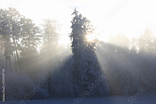 Tree on a foggy wintermorning with sunbeams photo