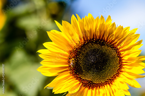 Fototapeta Naklejka Na Ścianę i Meble -  Sunflower with Bee