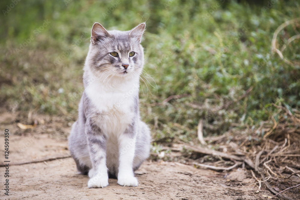 beautiful grey cat outdoors