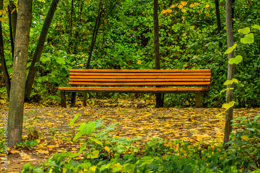 A lonely bench between the trees in aumtumn park A lonely bench between the trees in aumtumn park