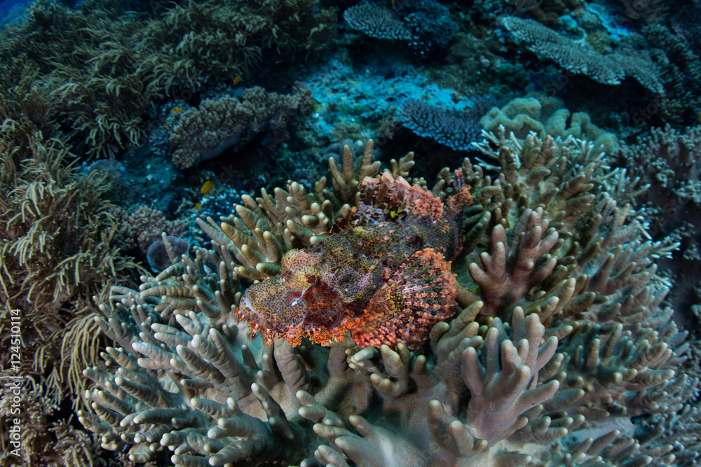 Tasseled Scorpionfish on Coral Reef