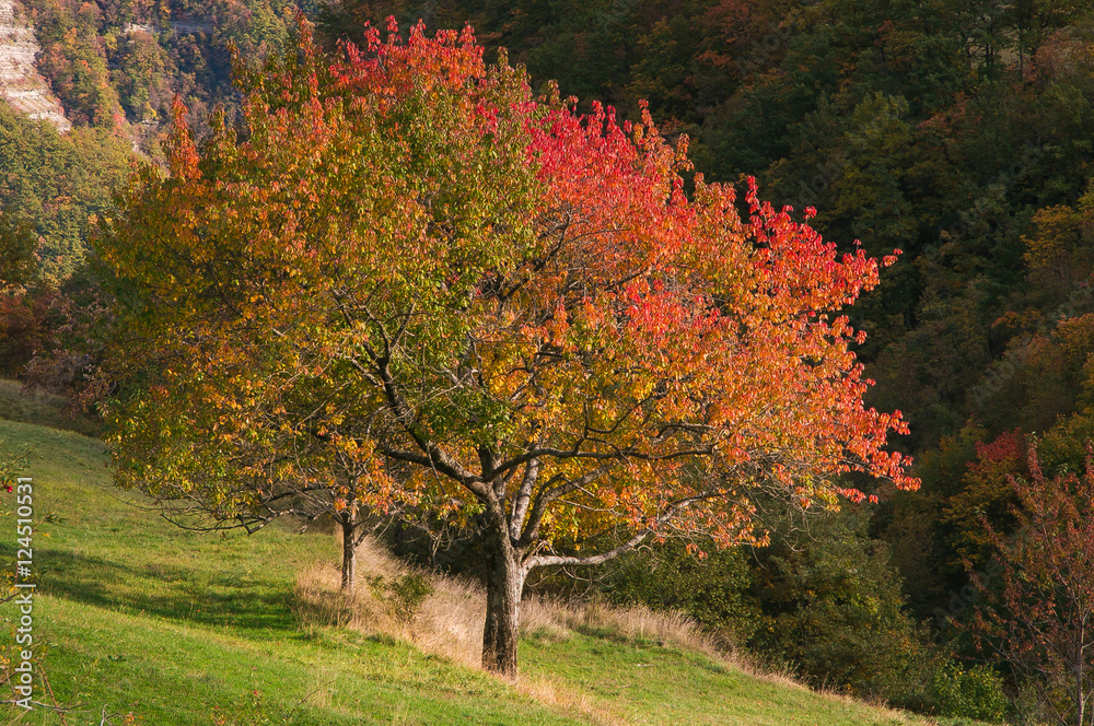 Naklejka premium Ciliegio in autunno con le foglie colorate