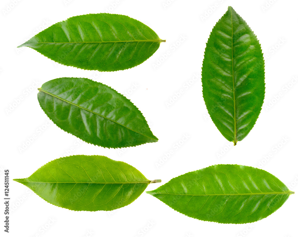 Obraz premium tea leaves