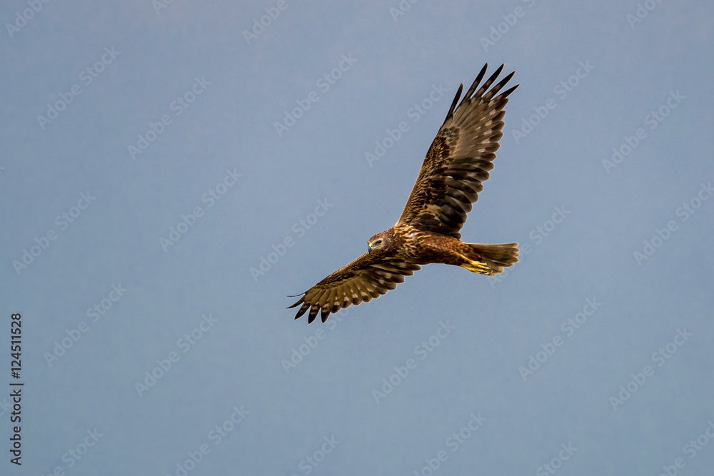 Fototapeta premium Eastern Marsh Harrier (Circus spilonotus) in flight