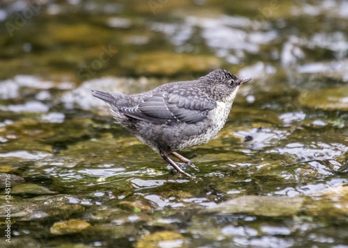 Photography Dipper (Cinclus cinclus)