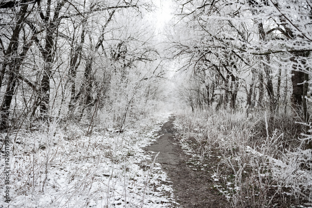 Fototapeta premium Christmas mysterious winter snowy forest with covering branches