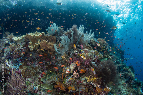 Colorful Reef Fish and Reef in Raja Ampat