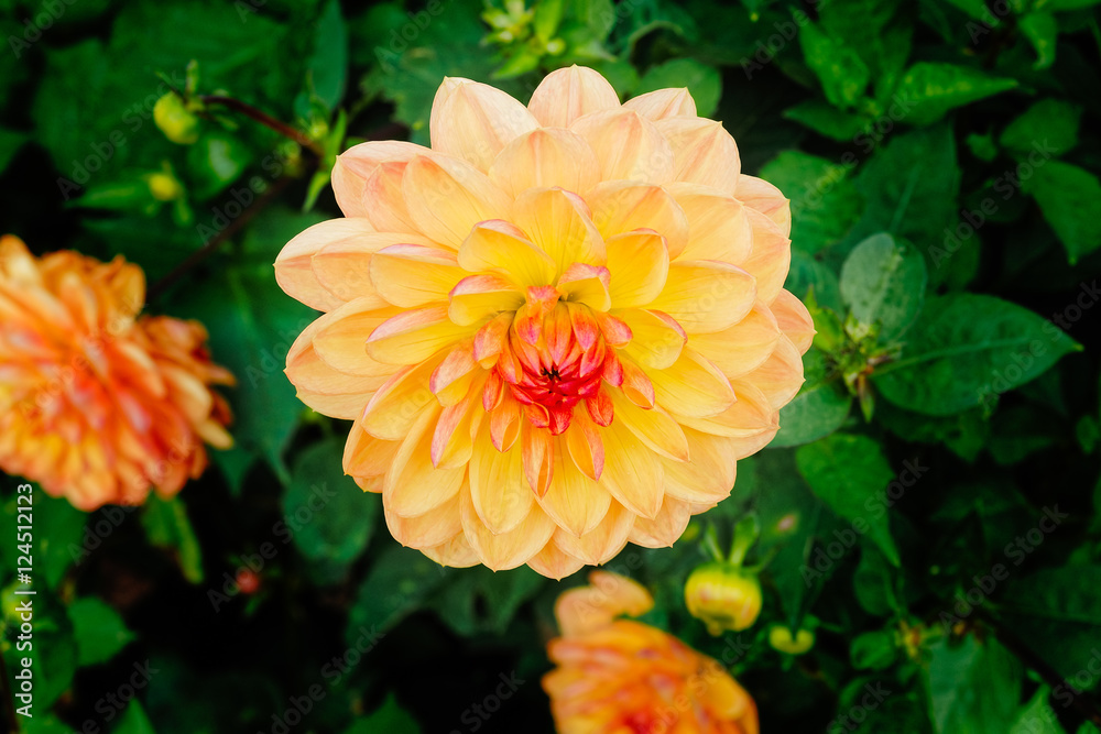 close up of a flower with yellow and orange petals against a background of foliage close up of a flower with yellow and orange petals against a background of foliage