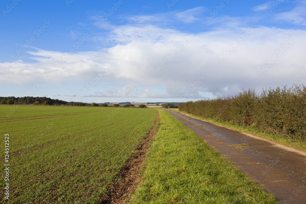 bridleway and young wheat