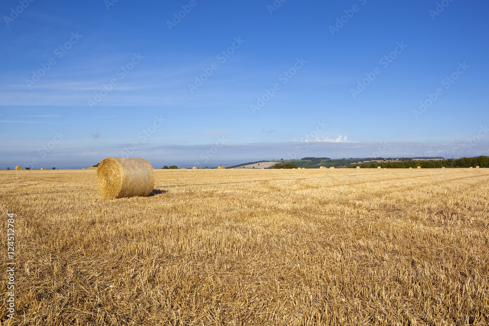 Fototapeta premium harvest scenery