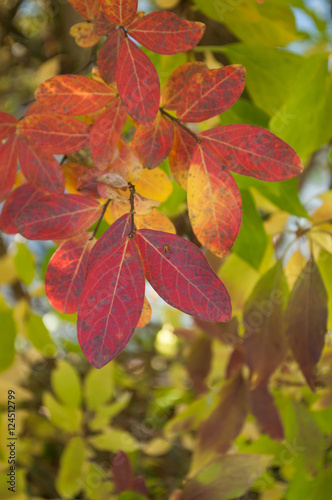 détail feuilles rouges dans un jardin