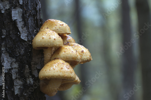 Pholiota aurivella mushroom