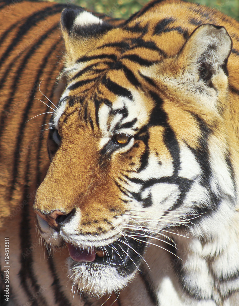 Fototapeta premium A Portrait of a Bengal Tiger in the Forest