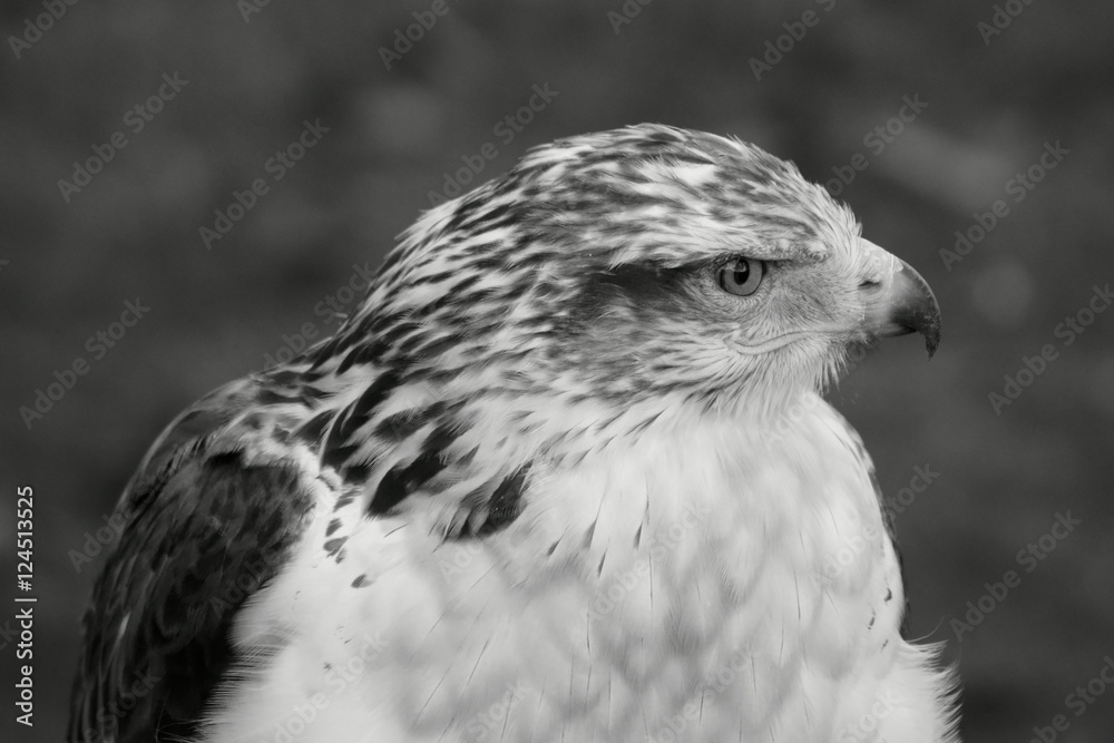 @imagesbymjb_DSC8015_B&W @imagesbymjb_DSC8015_B&W
