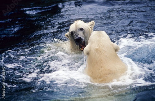Kampf zweier Eisbären (Ursus maritimus), Zoo am Meer, Bremerhaven, Deutschland