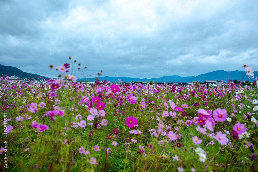 Cosmos flower on a cloudy day in Kyoto, Japan.