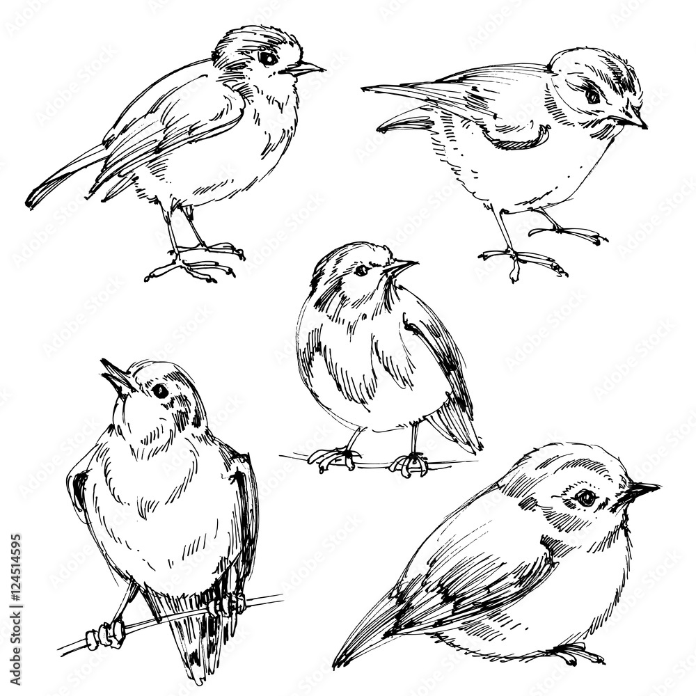 Birds set. Hand drawn cute birds, black outlines for coloring Stock ...