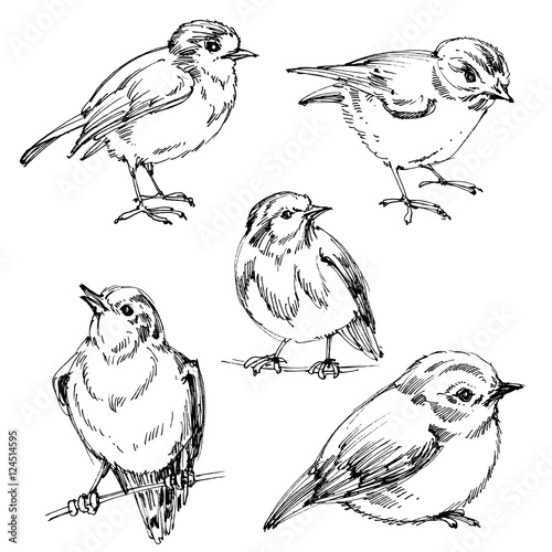 Birds set. Hand drawn cute birds, black outlines for coloring