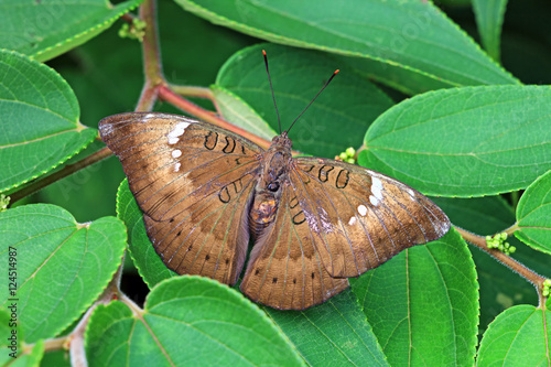 Female Indian sunbeam butterfly, Curetis thetis, sitting on green leaves photo