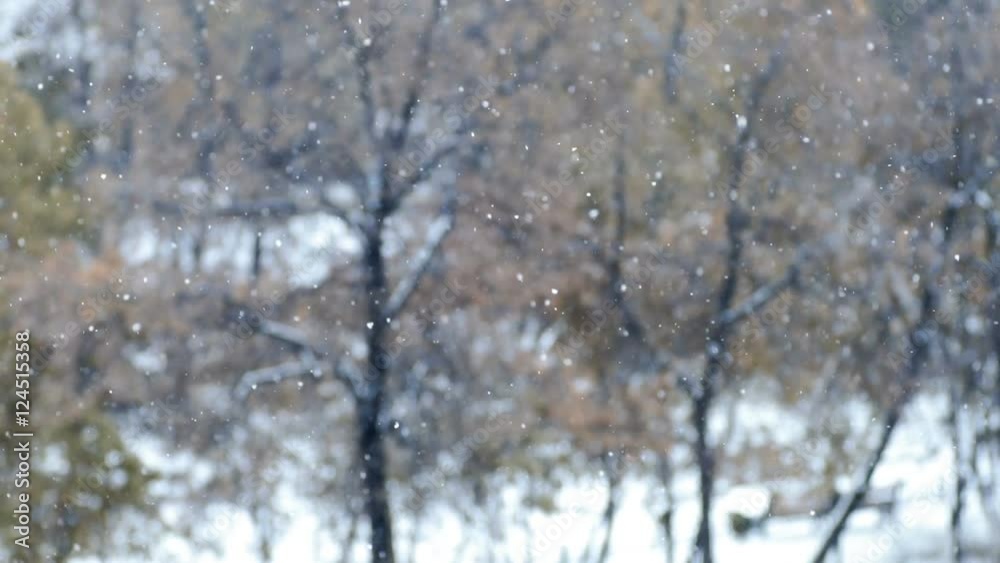 snow flakes on a background of trees snow flakes on a background of trees