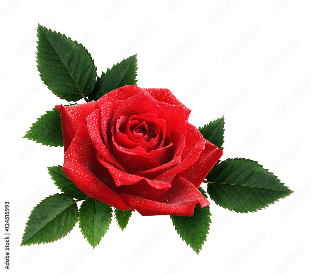 Obraz premium Red rose flower and leaves arrangement