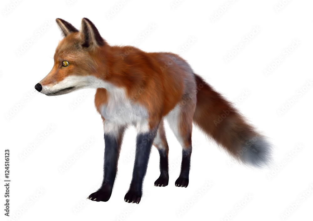 Fototapeta premium 3D Rendering Red Fox on White