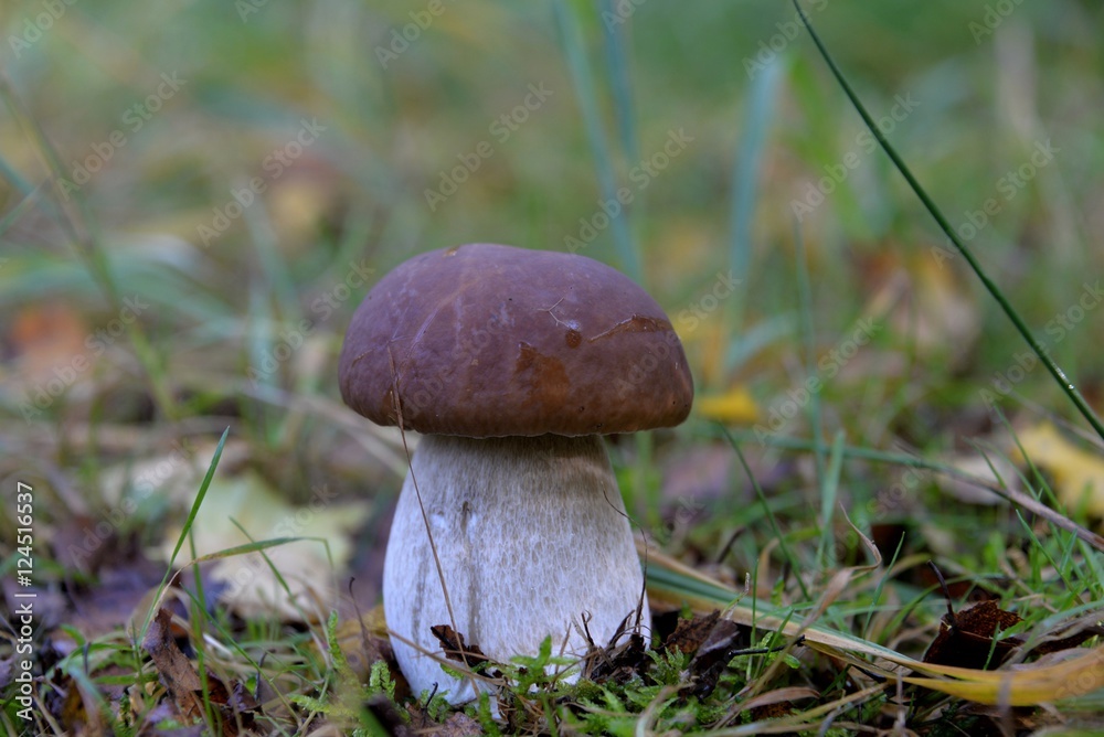 Champignons Champignons
