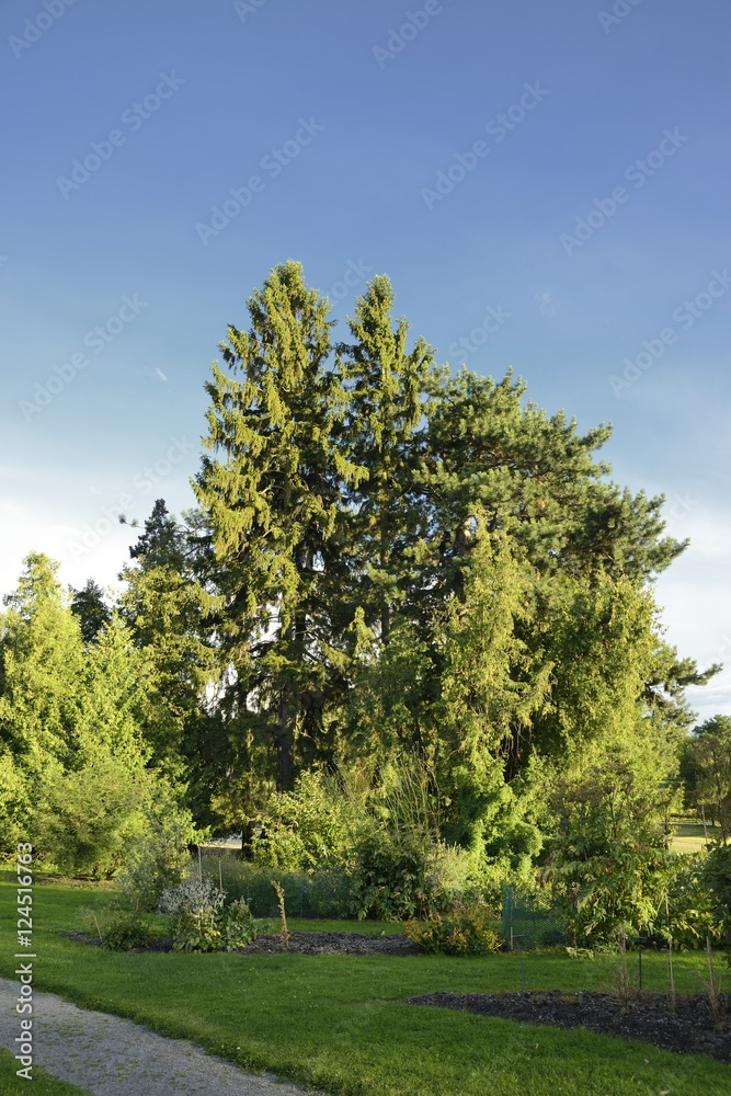 Fototapeta premium Summer park with green grass.
