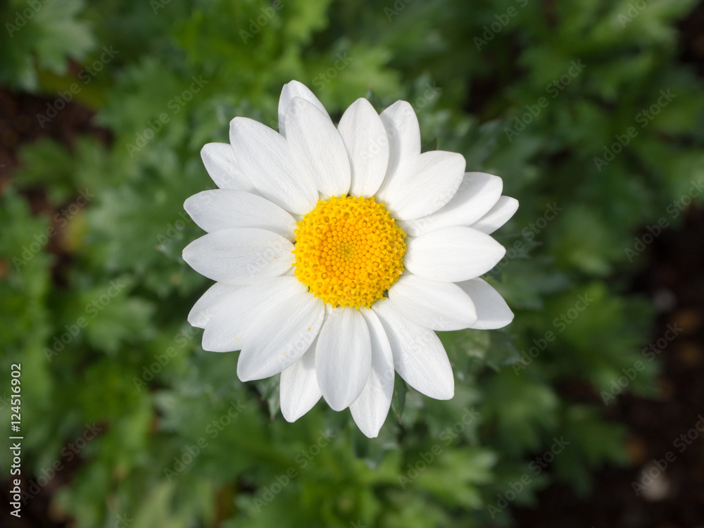 Fototapeta premium Daisy flower