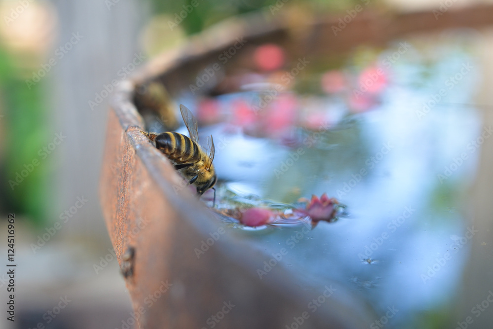 Bee drinking water from the tank Bee drinking water from the tank